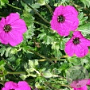 Geranium cinereum subcaulescens GM P9