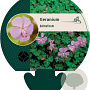 Geranium dalmaticum GM P9