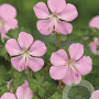 Geranium dalmaticum GM P9