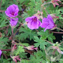 Geranium 'Dilys' GM P9