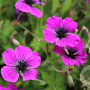 Geranium Dragon Heart GM P9