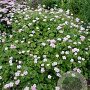 Geranium Dreamland GM P9