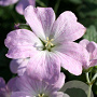 Geranium Dreamland GM P9