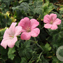Geranium endressii 'Wargrave Pink' GM P9