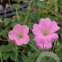 Geranium endressii 'Wargrave Pink' GM P9