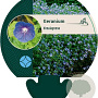Geranium himalayense GM P9