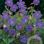 Geranium himalayense GM P9