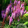 Astilbe c. 'Superba' GM P9