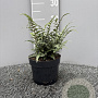 Athyrium niponicum 'Red Beauty' GM 2,0L
