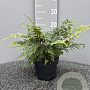 Athyrium otophorum 'Okanum' GM 2,0L