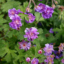 Geranium himalayense 'Plenum' GM P9