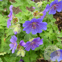 Geranium ibericum GM P9