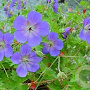 Geranium 'Jolly Bee' GM P9
