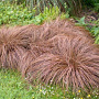 Carex comans 'Bronze Form' GM 2,0L