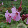 Geranium macr. 'Ingwersen's Var.' GM P9