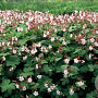Geranium macr. 'Spessart' GM P9
