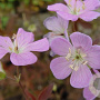 Geranium macul. 'Elizabeth Ann' GM P9