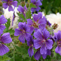 Geranium magnificum GM P9
