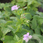 Geranium nodosum GM P9
