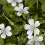 Geranium nodosum 'Silverwood' GM P9