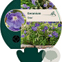 Geranium 'Orion' GM P9