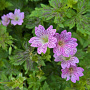 Geranium ox. 'Walter's Gift' GM P9
