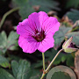 Geranium 'Patricia' GM P9