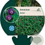 Geranium phaeum GM P9