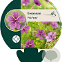 Geranium 'Pink Penny' GM P9