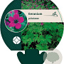 Geranium psilostemon GM P9
