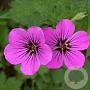 Geranium psil. 'Bressingham Flair' GM P9