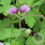 Geranium 'Salomé' GM P9
