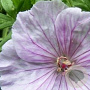 Geranium sang. 'Apfelblute' GM P9