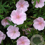 Geranium sang. 'Apfelblute' GM P9