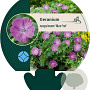 Geranium sang. 'Max Frei' GM P9