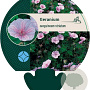 Geranium sanguineum striatum GM P9