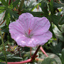 Geranium sanguineum striatum GM P9