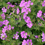Geranium 'Sirak' GM P9