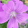 Geranium 'Sirak' GM P9