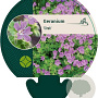 Geranium 'Sirak' GM P9