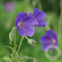 Geranium 'Spinners' GM P9