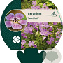 Geranium 'Sweet Heidy' GM P9