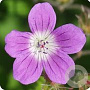 Geranium sylvaticum GM P9