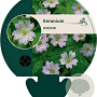 Geranium versicolor GM P9