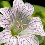 Geranium versicolor GM P9