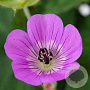 Geranium wallichianum 'Rozette' GM P9