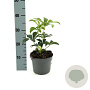 Helleborus orientalis GM 2,0L