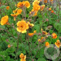 Geum 'Carlskaer' GM P9