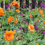 Geum chiloense 'Dolly North' GM P9