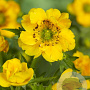 Geum chiloense 'Lady Stratheden' GM P9